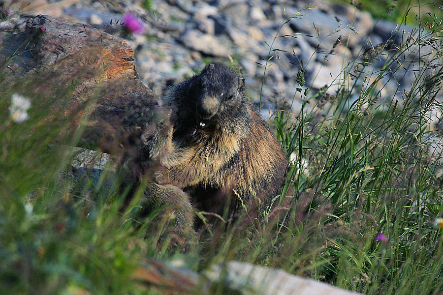 Marmotta - Passo della Furka (Svizzera)